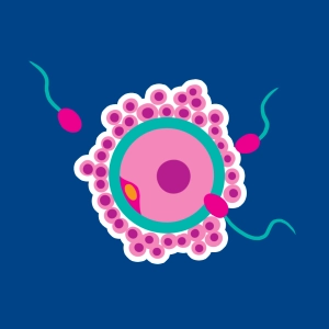 Fertilización