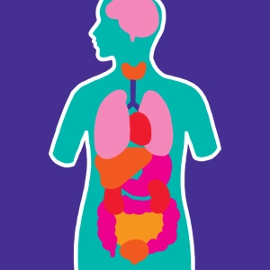 Organs of the human body
