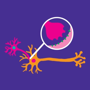 Die Synapse