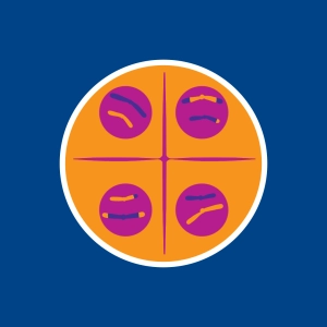 Meiose