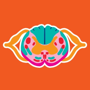 Spinal cord