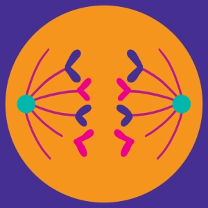 La mitosis #2
