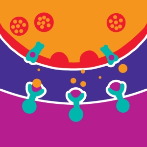 Mechanisms of drug action