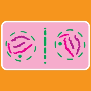 Plant cell mitosis