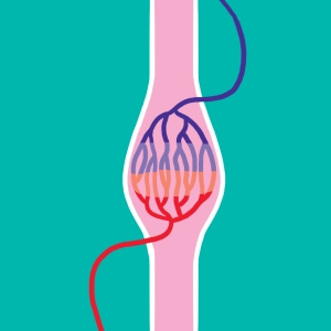 Organs/Blood exchanges