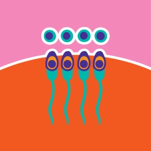 Espermatogénesis