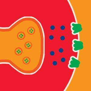 Synapse und ionische Mechanismen