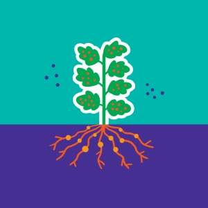 Phytoremediation