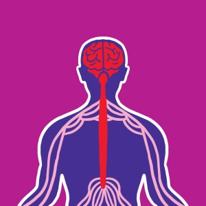 Primary motor cortex