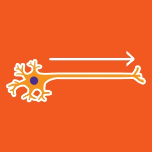 Propagation of the action potential
