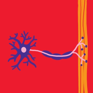 Quiz: Neuronen