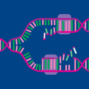 Replicación del ADN