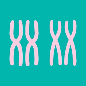 Activités sur le caryotype