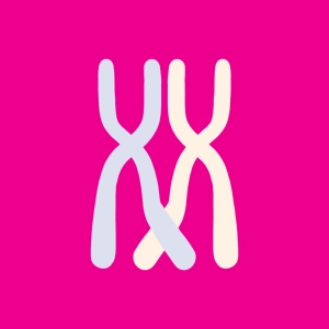 Überkreuzungen (Genaustausch zwischen Chromosomenpaaren)