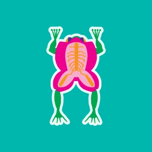 Réflexe de flexion chez la grenouille