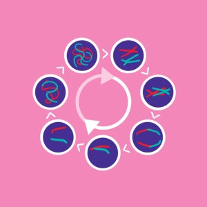 Cycle cellulaire #1